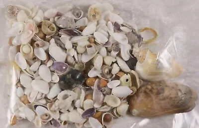 Shells Broken Mixed Lot  Crafts Sea Shells Wedding Jewellery Making • £2.50
