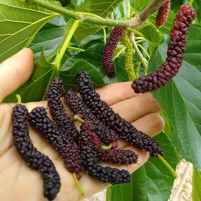 Morus Macroura BLACK PAKISTAN LONG MULBERRY Tree Seeds • $4.99