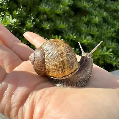Super Large Live Land Garden Snail Pet Gros Gris Helix Aspersa Cornu Aspersum • $24.99