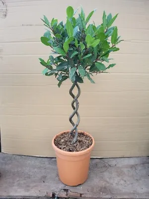 Laurus Nobilis Bay Double Twisted Stem 80cm • £35