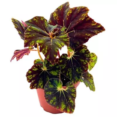 Begonia Shanicka 4 Inch Rhizomatous Dark Green Shanika Rhizo • $24.99