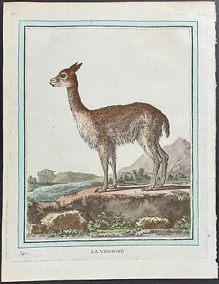 Buffon - Vicuna. 340 - 1750 Histoire Naturelle Engraving • $65