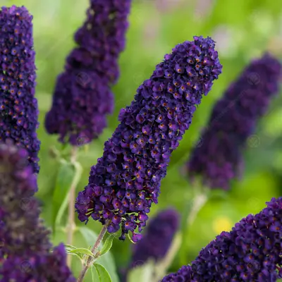 Buddleia Davidii 'Black Knight' Butterfly Bush Deciduous Hardy Shrub | 9cm Pot • £9.99