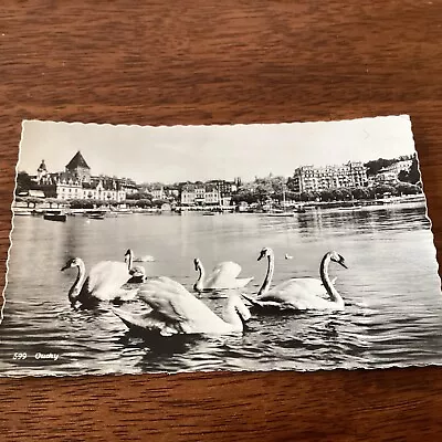 Vintage Antique Postcard Swans Marina B & W 599 Ouchy Art • $5