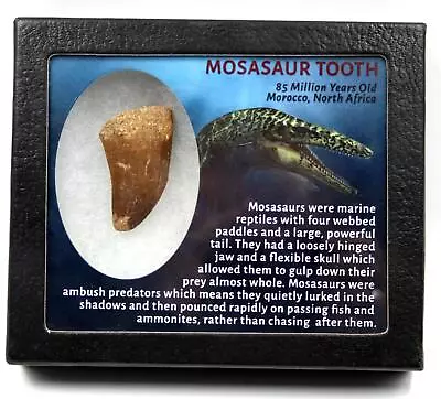 Mosasaur Dinosaur Tooth Fossil 1.887 In W/ Info Card MDB #17233 15o • $39.99