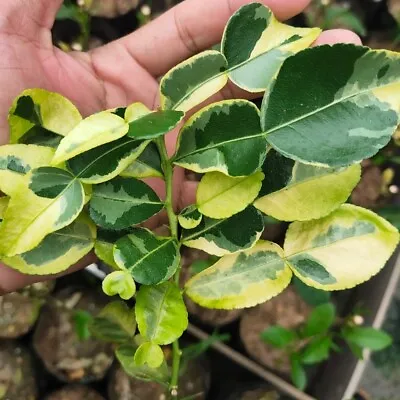 Kaffir Lime Variegated Grafted Plant Makrut Lime Leech Lime Tropical Unique 18'' • £142.80