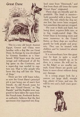Great Dane - CUSTOM MATTED - Vintage Dog Art Print - 1954 M. Dennis • $15