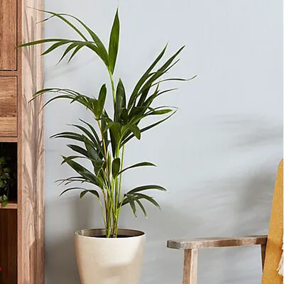 Kentia Palm Tender Indoor House Plants Evergreen Potted Plant 17cm Pot By T&M • £34.99