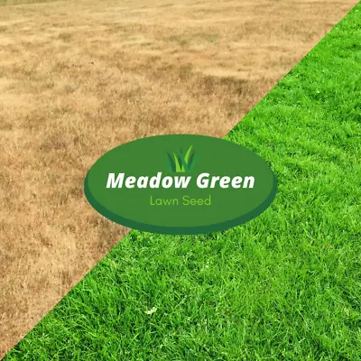 Meadow Green Grass Seeds Hard Wearing Lawn Premium Tough Fast Growing Festuca • £1.82