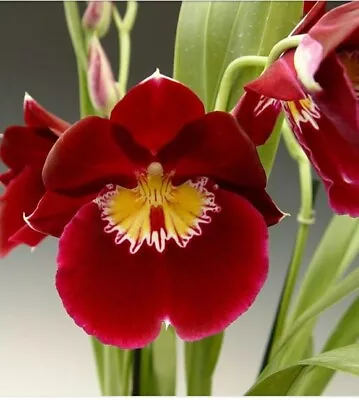 Miltoniopsis Bert Fields 'Crimson Glow  Over Grown Super Sale! 4 In Pot  • $55