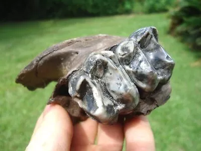 Quality Tapir Maxilla Jaw Bone W/ Marbled Teeth Florida Fossils Tooth Skull • $55.39