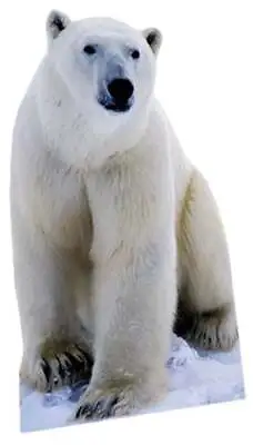 Polar Bear Lifesize Cardboard Cutout - 176cm • £29.89