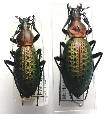 Pair Carabus Coptolabrus Emeraldinus Ssp Tchillensis China Mount Hongqi • $17.10