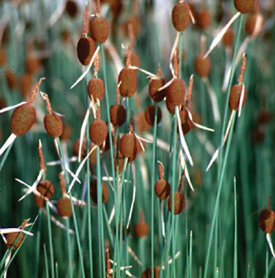 Dwarf Bulrush Typha Minima Pond Marginal Bog Plant Water Plant British Grown • £4.99