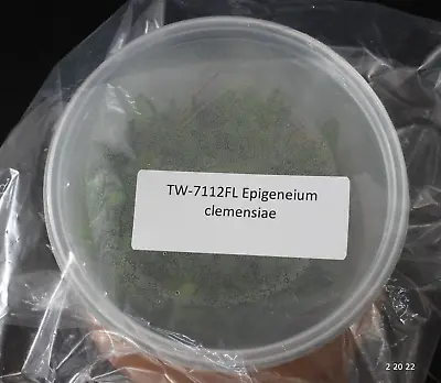 £72.10 • Buy FLASK Epigeneium Clemensiae