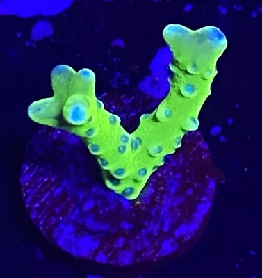 Live Coral Frag Absolutely Fish Naturals Neon Green Anacropora WYSIWYG • $24.99