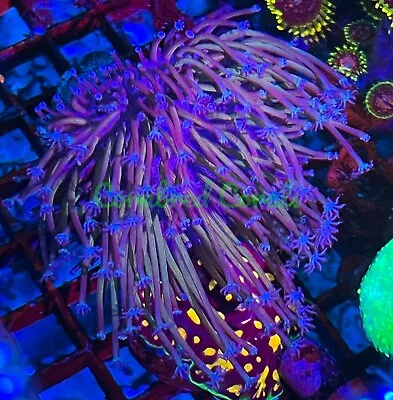 Cornbred's Japanese Blue Tip Weeping Willow Toadstool - Frag - LIVE CORAL • $99.99