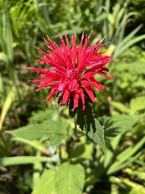 Monarda - Red Monarda Live Plants Bee Balm Plant 'Jacob Cline' - 10+ Plants • $20