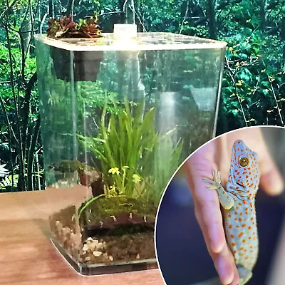 Large Acrylic Reptile Terrarium Gecko Lizard Spider Vivarium Enclosure Tank • $31.35