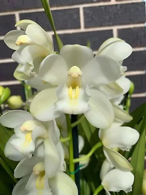 $40 • Buy Cymbidium Orchid - Snow Beauty 'Trinity' - Flowering Size Plant
