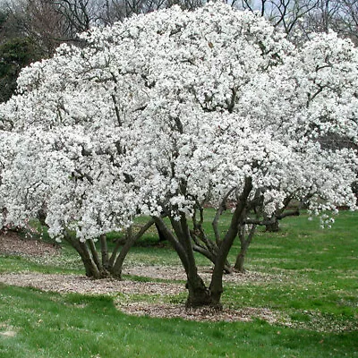 Magnolia 'Stellata' 9cm Plant X 2. White Flowers. Star Magnolia Tree. Fragrant • £21.95