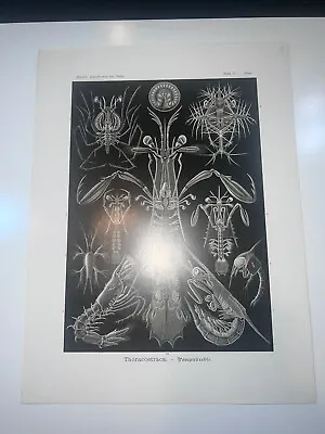 1904 Original Lithograph Thoracostraca Sea Marine Echinoderms By Haeckel #76 • $95