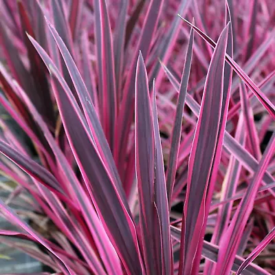 Cordyline Australis 'Pink Passion' Cabbage Palm Herbaceous Shrub | 9cm Pot • £11.99