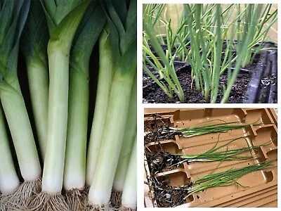 18 X Leek Bare Root Plants  | Musselburgh | Available For Dispatch Now • £9.99