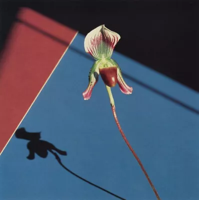 Robert Mapplethorpe - Orchid 1986 • $706.41