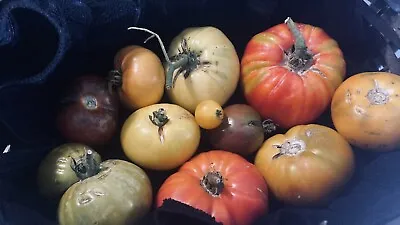 Heirloom Tomato Seed Mix- Lot Of 20+ Seeds! • $2.75