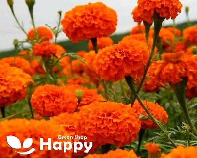 £1.29 • Buy AFRICAN MARIGOLD TALL SIERRA - 300 SEEDS - Tagetes Erecta - Large Orange Flowers