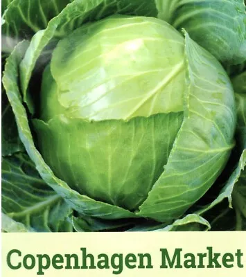VEGETABLE - White Cabbage  - Early - 200 Seeds • £1.50