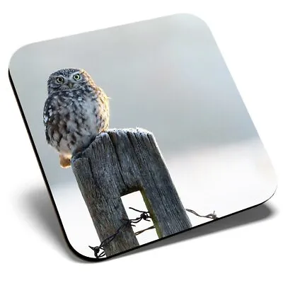 £3.99 • Buy Square Single Coaster - Beautiful Owl Winter Snow Bird  #8890