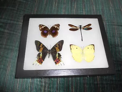 Real Framed Mounted  Butterflies Urania Ripheus Dragonfly In 6x8 Riker  #m18 • $38