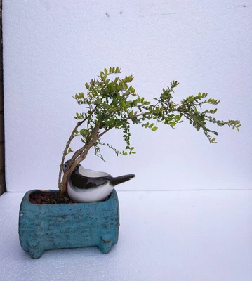 £25 • Buy Bonsai Lonicera Nitida  BREEZE  Semi Cascade Style Including Upcycled Pot . 