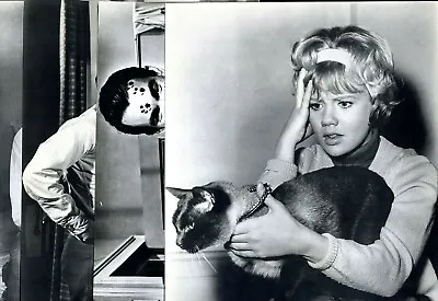 That Darn Cat 1964 Set Of 8 Photos 11x14 Walt Disney Siamese Cat Hayley Mills • $249