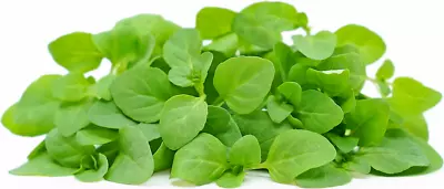 Mint Herb Microgreens Seeds - (1000 Seeds Approx) Quality Herb Mint Herb Micro  • £3.49