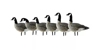 Avian-X Painted Active Lesser Goose Decoys 6 Pack One Size (AVX9008) • $364.66