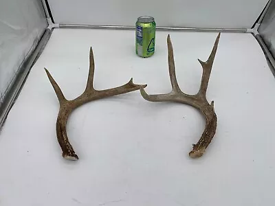 X2 Big Wild Whitetail Deer Antler Shed Mount Antlers Decor Buck Horns Rack • $29.99