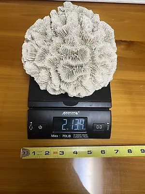 Brain Coral 7  Diameter X4 Inches Tall • $99
