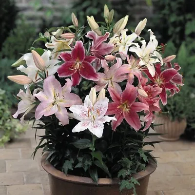 Lily Oriental Bumper Mix Fragrant Perennial Flower Versatile 40x 100x Bulbs T&M • £32.99