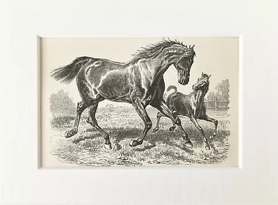 German Half Breed HORSE Print - 1893 Mounted Antique Black & White Engraving • £7.99