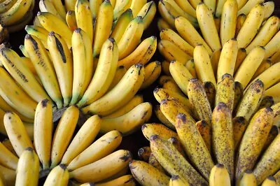 Musa Lacatan Banana 2 Plants - Philippine Banana - Live Plant-Lowest Price !! • $17