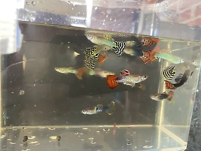 2 Fancy Guppy Breeding Trios (4 F 2 M) Live Bearers Freshwater Aquarium Fish • $40