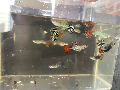 Fancy Guppy Breeding Trios (2 F 1 M) Live Bearers Freshwater Aquarium Fish • $33