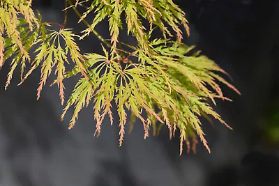 10 WEEPING LACELEAF MAPLE Japanese Acer Palmatum Dissectum Green Yellow Red Tree • £2.43