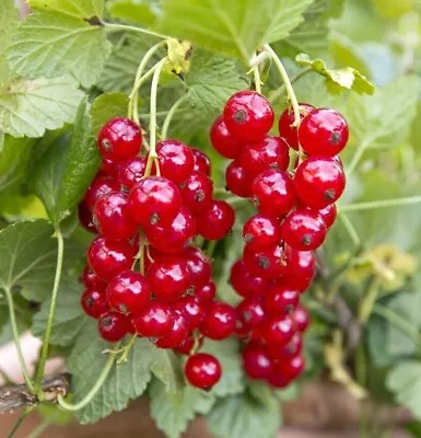 Redcurrant Ribes In 9cm Pot • £9.99