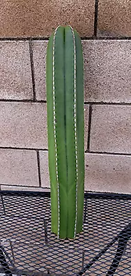 Lophocereus Pachycereus Marginatus Giant  Cutting Mexican Fence Cactus 24H • $40.50