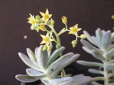 Ghost Plant X 3  Leaves quick & Easy Striking   Great Price • $4