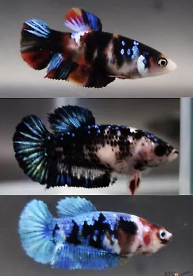 Black Galaxy Avatar Female Betta Fish. But 4 Get 1 Free. Combine Shipping • $25